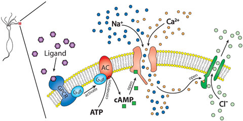 2490_G-protein-coupled receptors.png